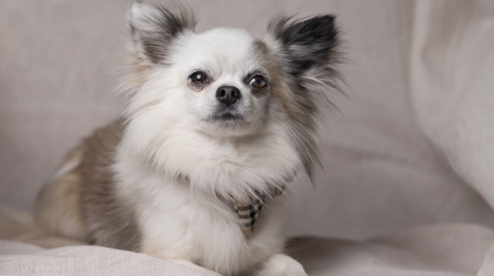 Koje rase pasa imaju najviše vučje DNK: Ljubimci kojima su šumske zveri bliski rođaci