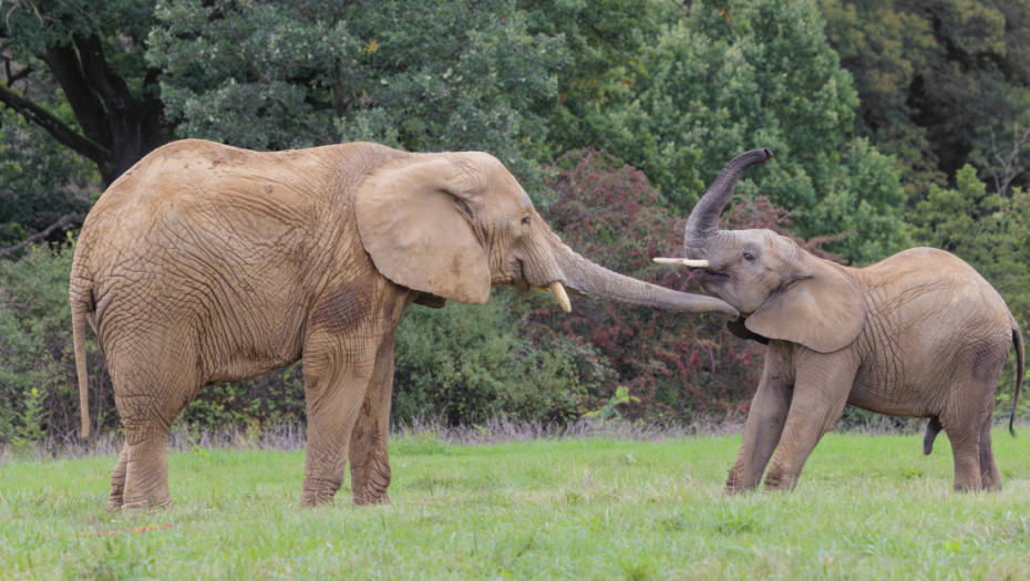 Analiza izmeta šumskih slonova pokazala da su brojniji nego što se mislilo