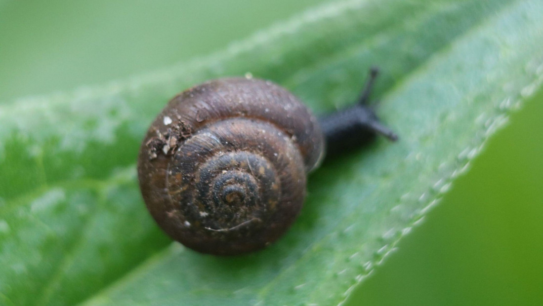 Naučnici u trci da spasu dlakavog puža veličine nokta