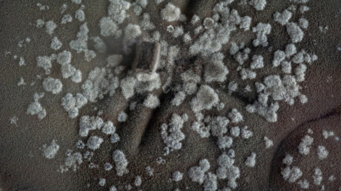 Misteriozne crne gljivice u Černobilju "jedu" radijaciju i bujaju u napuštenom području