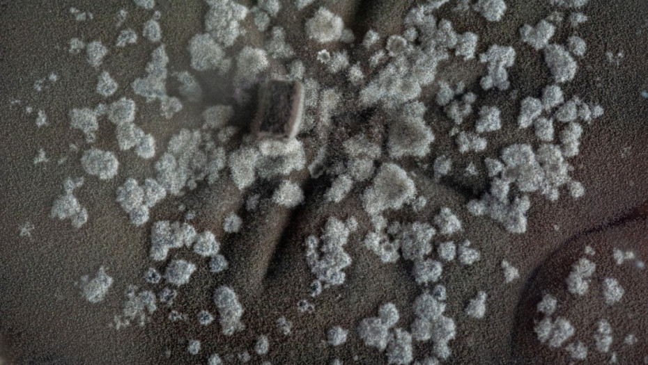 Misteriozne crne gljivice u Černobilju "jedu" radijaciju i bujaju u napuštenom području