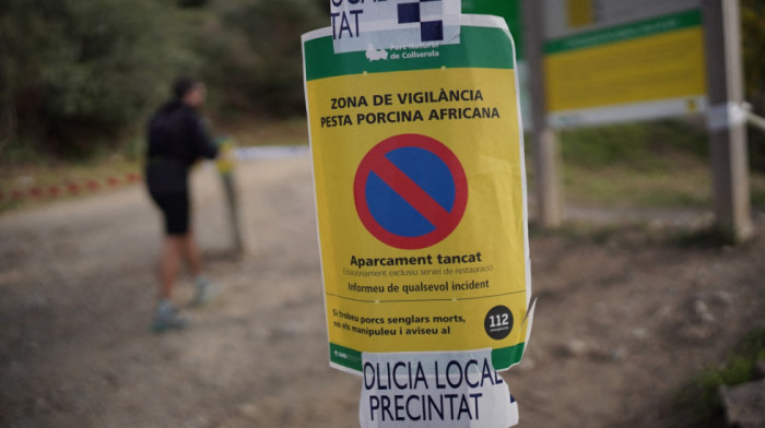 U Kataloniji pronađeno još osam uginulih divljih svinja: Raste strah od širenja afričke svinjske groznice