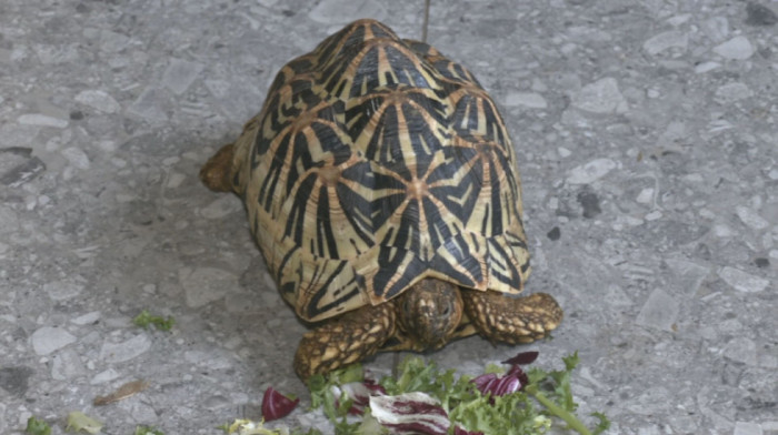 Tužna priča sa srećnim krajem: Kako krijumčarene životinje dobijaju drugu šansu u Beogradskom zoo vrtu