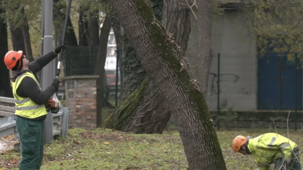 Pune ruke posla za radnike "Zelenila Beograd": U toku orezivanje drveća, a sprema se i sadnja novih stabala (VIDEO)