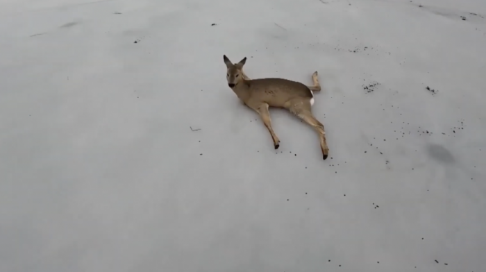 Prizor kao iz "Bambija": Akcija spasavanja srna zarobljenih na ledenom jezeru (VIDEO)