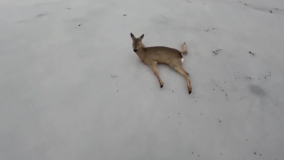 Prizor kao iz "Bambija": Akcija spasavanja srna zarobljenih na ledenom jezeru (VIDEO)