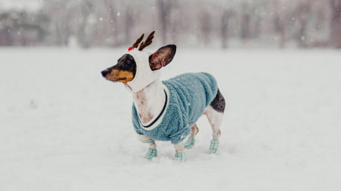 Saveti veterinara: Da li je oblačenje kućnih ljubimaca zimi moda ili potreba?