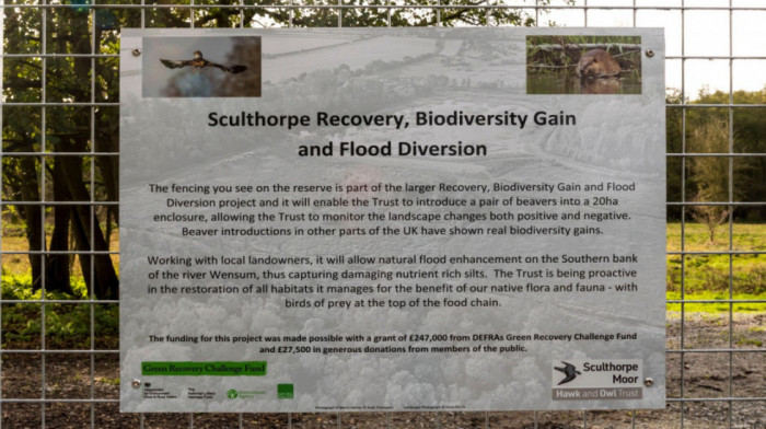 Pet vekova od istrebljenja dabrova u Norfolku, životinja se ponovo pojavila