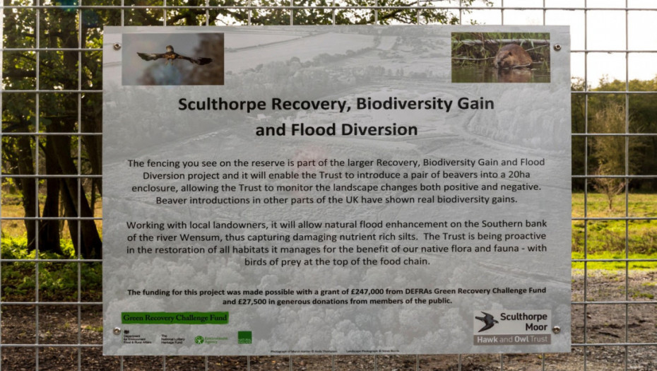 Pet vekova od istrebljenja dabrova u Norfolku, životinja se ponovo pojavila