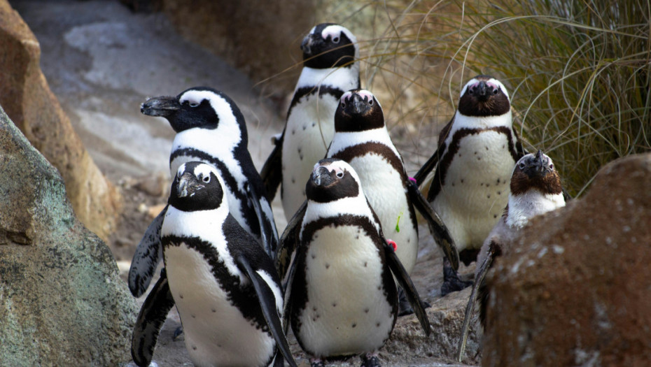 Jedan od najekstremnijih primera masovnog izumiranja: Na desetine hiljada afričkih pingvina uginulo od gladi