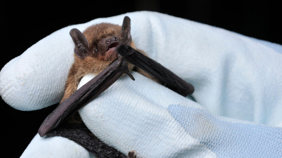 Zbrinuto 11 strogo zaštićenih slepih miševa: Zajednička akcija komunalaca i aktivista iz Sokobanje