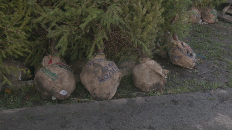 Umesto seče četinara - odgovoran izbor: "Zelenilo Beograd" promoviše kupovinu jelki sa busenom i njihovu sadnju