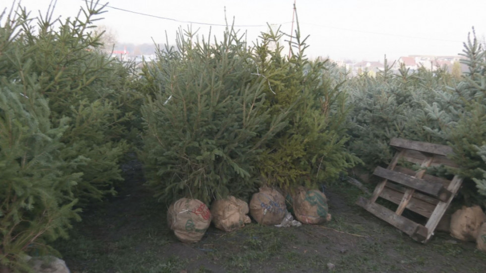 U akciji JKP "Zelenilo Beograd" zasađene desetine novogodišnjih jelki koje su krasile domove