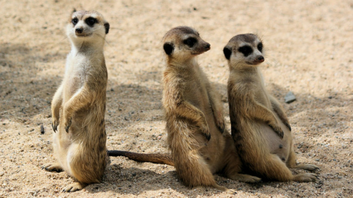 Sličniji smo merkatima, nego majmunima: Ljudi među "šampionima" monogamije u prirodi