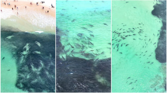 Ako se plašite ajkula, ne gledajte ovaj video: Na stotine predatora snimljeno u lovu