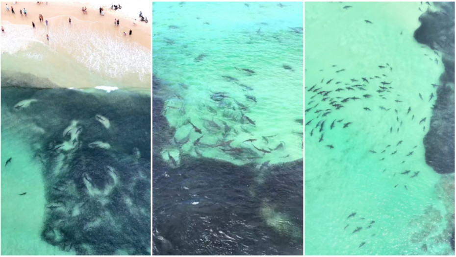 Ako se plašite ajkula, ne gledajte ovaj video: Na stotine predatora snimljeno u lovu