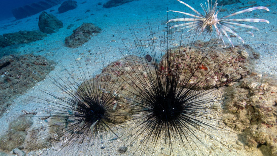 Morski ježevi kod Kanarskih ostrva na ivici izumiranja zbog nepoznate bolesti