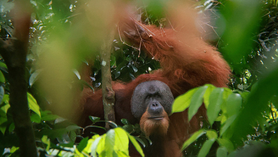Raste strah da su poslednje jedinke najugroženijeg majmuna na svetu stradale u poplavama na Sumatri