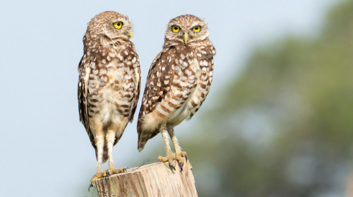 Sove koje su se ukrcale na kruzer vraćaju se u SAD nakon boravka u Španiji
