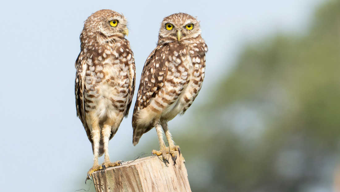 Sove koje su se ukrcale na kruzer vraćaju se u SAD nakon boravka u Španiji