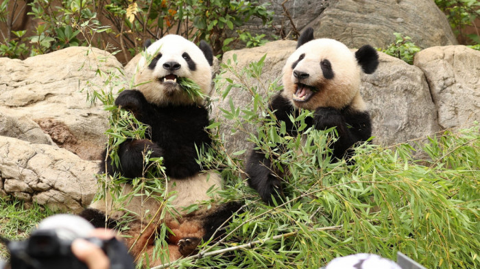 Japan se oprašta od pandi blizanaca: Lei Lei i Sjao Sjao idu kod roditelja u Kinu