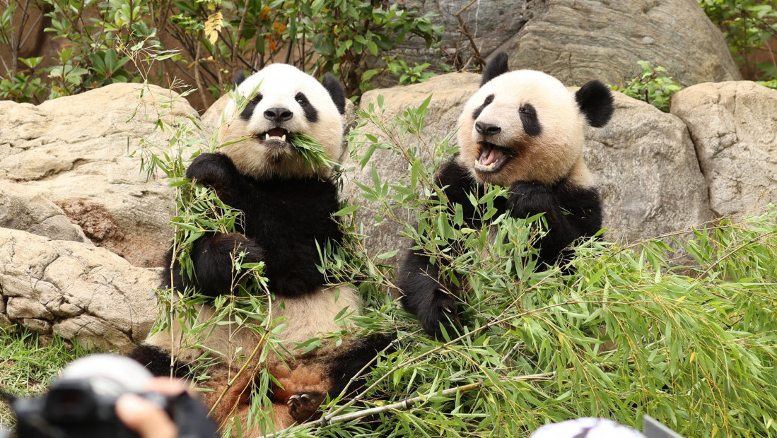 Japan se oprašta od pandi blizanaca: Lei Lei i Sjao Sjao idu kod roditelja u Kinu