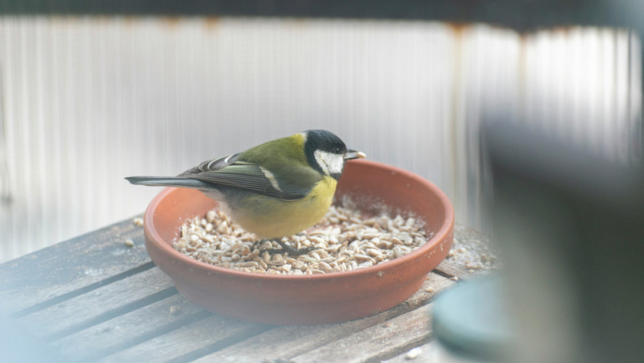 Društvo ornitologa: Hranite ptice, dobro je za mentalno zdravlje