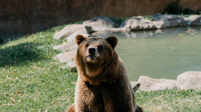 Italija: Medvedi koji žive u blizini ljudi manje su agresivni