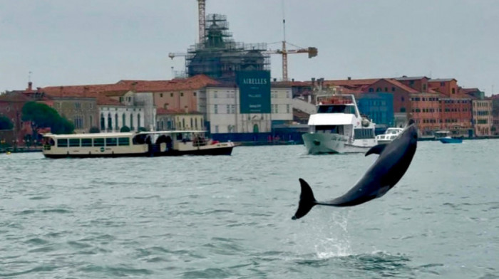 U Venecijanskoj laguni, nakon delfina Mima, primećena mediteranska foka