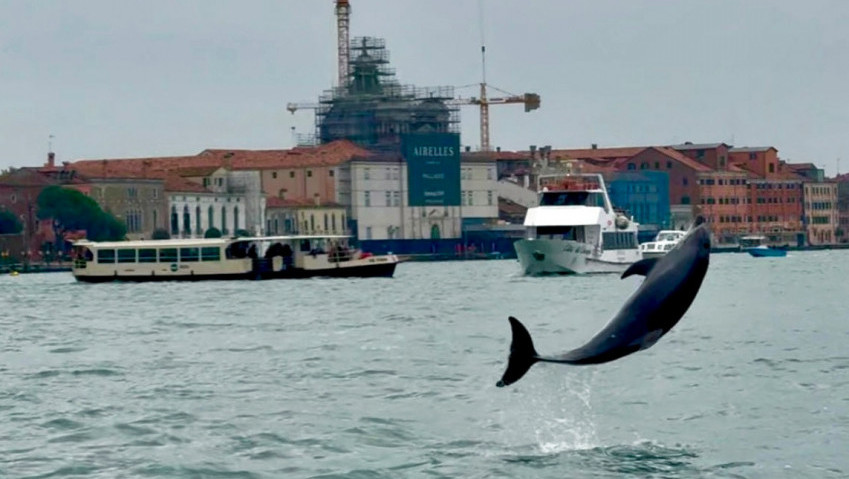 U Venecijanskoj laguni, nakon delfina Mima, primećena mediteranska foka
