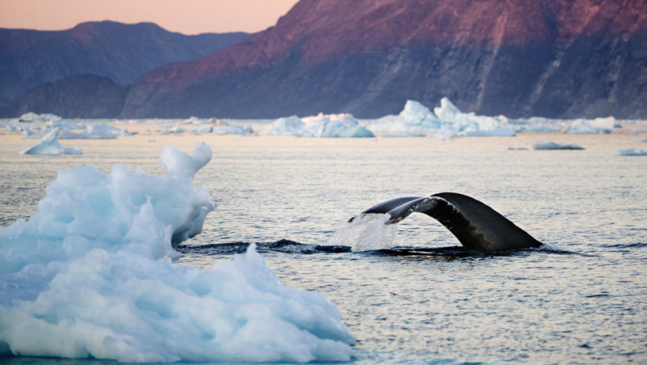 Naučnici dronovima otkrili opasan virus kod grbavih kitova iznad Arktičkog kruga