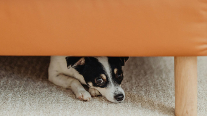 Petarde nisu jedini neprijatelj: Veterinar otkriva još jednu skrivenu opasnost koja vreba pse i mačke tokom praznika