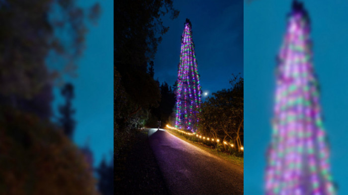 U Engleskoj okićena najviša prirodna novogodišnja jelka na svetu