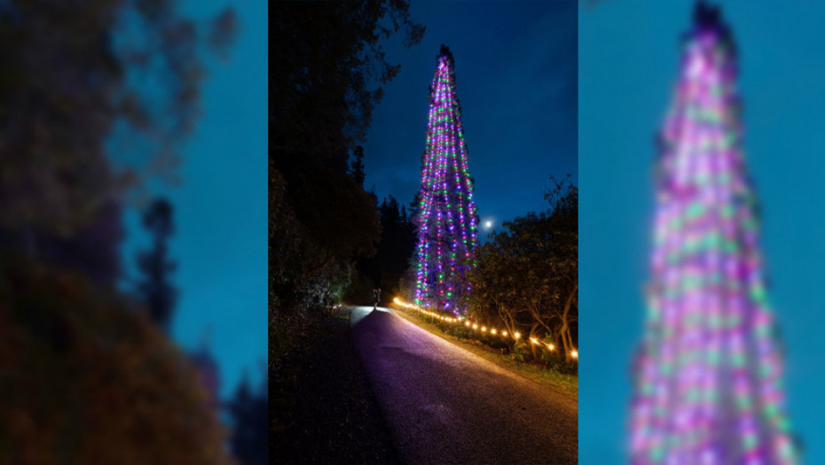 U Engleskoj okićena najviša prirodna novogodišnja jelka na svetu