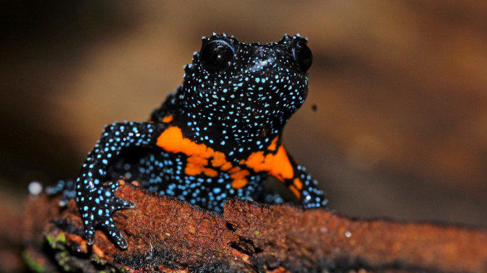 Kako potraga za savršenom fotografijom vodi čudesne "galaksija" žabe na ivicu izumiranja
