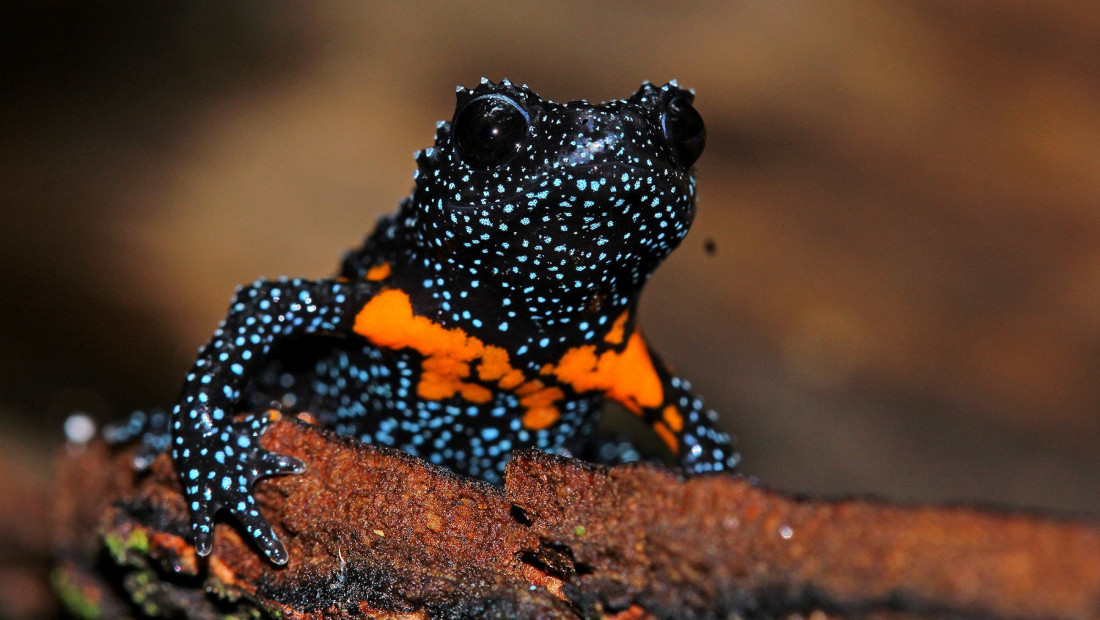 Kako potraga za savršenom fotografijom vodi čudesne "galaksija" žabe na ivicu izumiranja