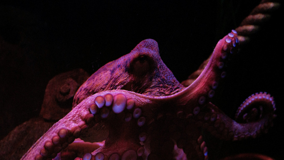 "Godina hobotnica": Rekordan broj najiteligentniih beskičmenjaka na svetu primećen kod južnih obala Engleske