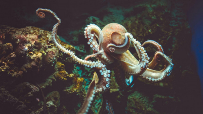 Mediteranske hobotnice "pobegle na sever": Šta stoji iza istorijskog rasta njihove populacije