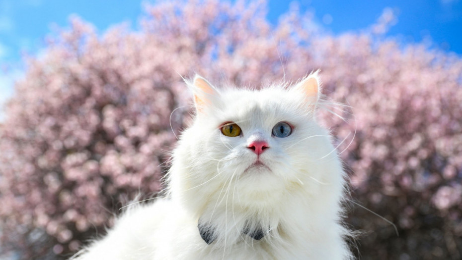 Turske Van mačke dobile 120 mačića u 2025. u okviru programa zaštite