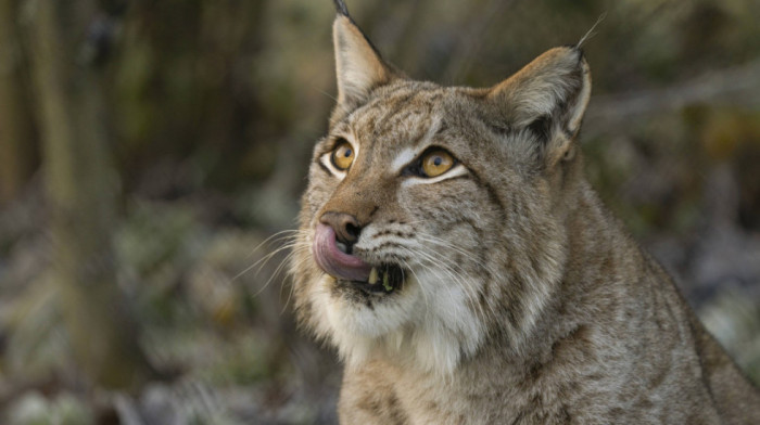 Gojazna ženka risa spasena u Litvaniji ide na dijetu: Ima duplo više kilograma od rođaka iz divljine