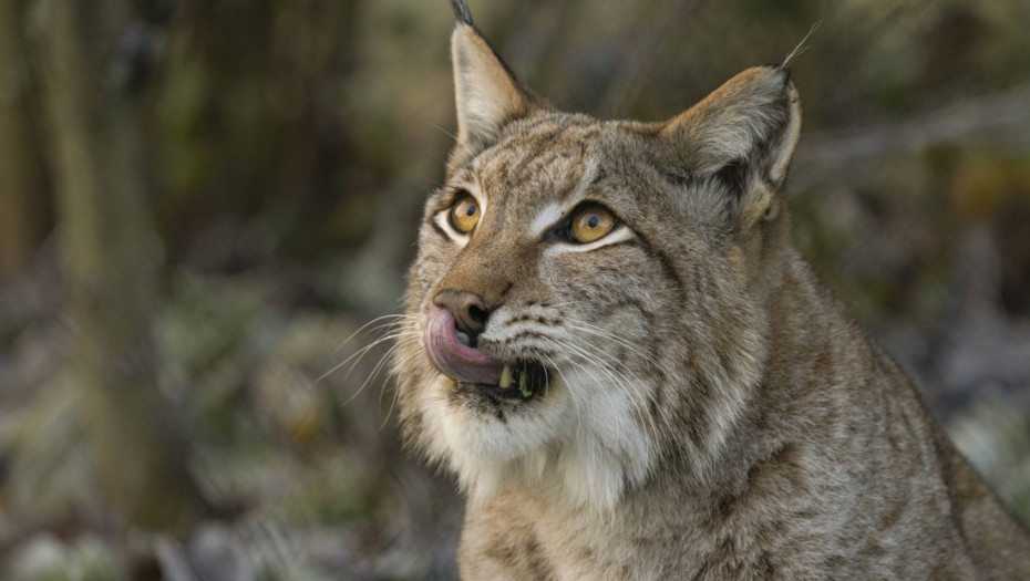 Gojazna ženka risa spasena u Litvaniji ide na dijetu: Ima duplo više kilograma od rođaka iz divljine