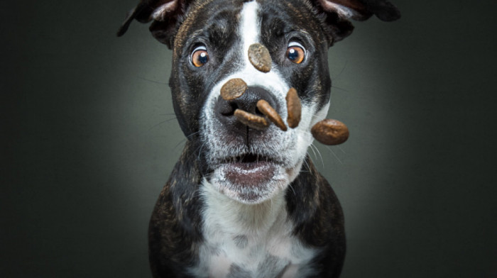 Fotografije koje će vam ulepšati dan: Kako u deliću sekunde izgleda susret psa i njegove omiljene poslastice