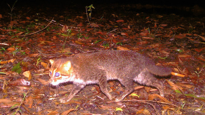 Ugrožena vrsta divlje mačke primećena na Tajlandu prvi put posle 30 godina