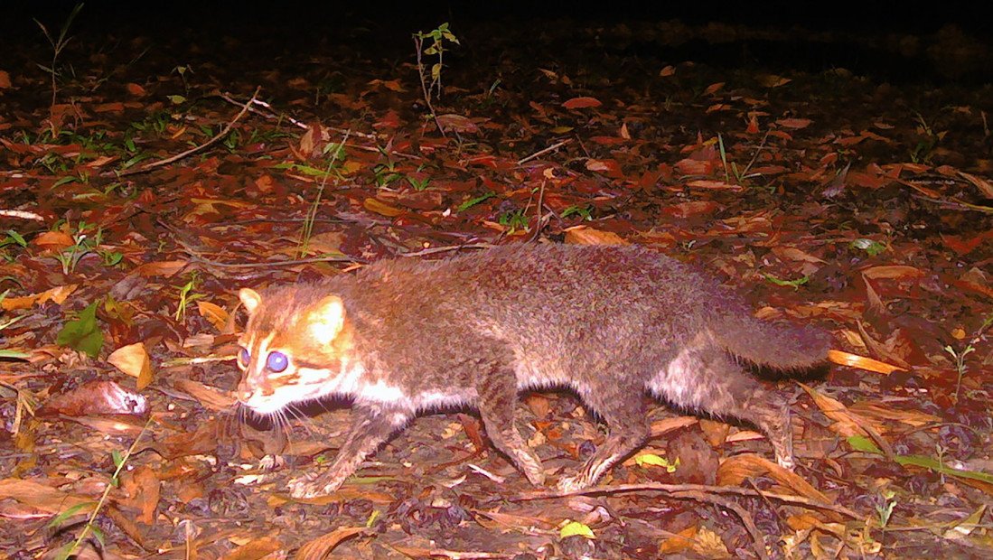 Ugrožena vrsta divlje mačke primećena na Tajlandu prvi put posle 30 godina