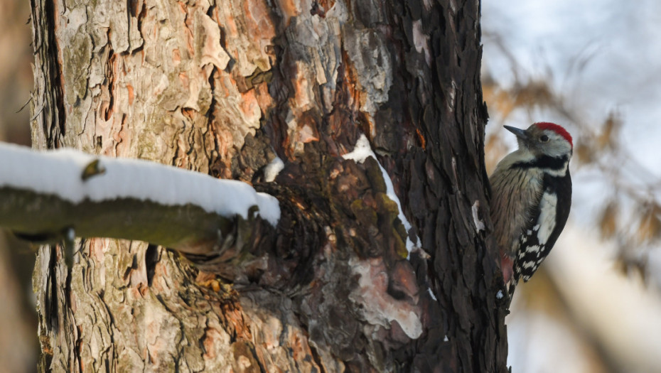 Posle ledenog januara stiže toplije vreme - kiša, vetar i porast temperature