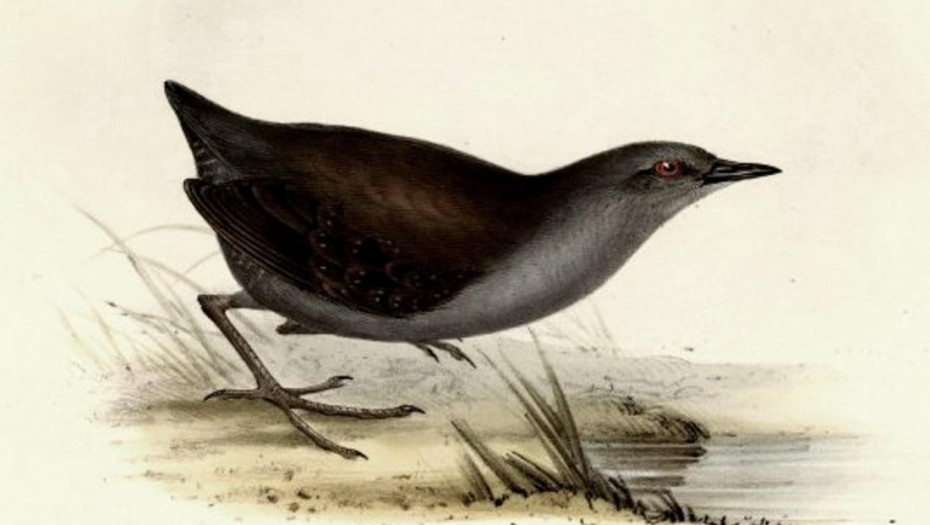 Posle 200 godina na Galapagosu se ponovo pojavila ptica koja je smatrana izumrlom