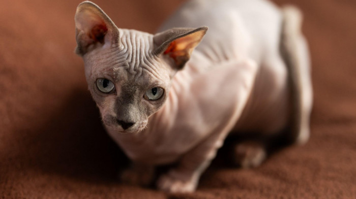 Holandija uvodi više od 80 novih zakona od 1. januara: Biće zabranjeno i držanje mačaka bez dlaka