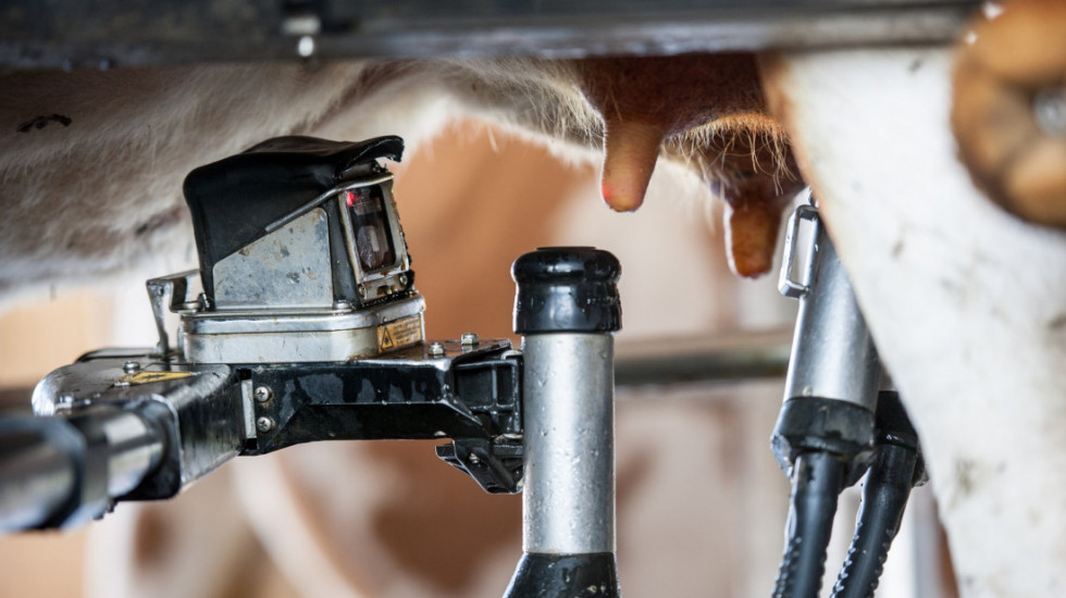 Podsticaj od 800 miliona dinara: Stupila na snagu uredba o podršci proizvođačima mleka u prahu