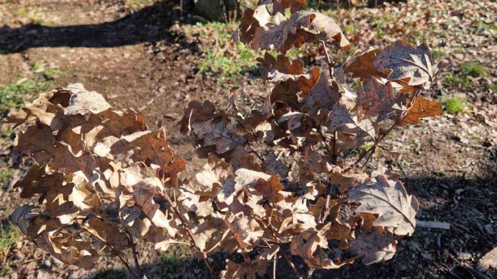 Apel JP "Srbijašume" uoči Božića: Ne uništavajmo mlade hrastove - čuvajmo šume i tradiciju