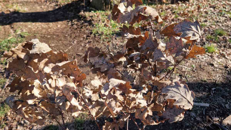 Apel JP "Srbijašume" uoči Božića: Ne uništavajmo mlade hrastove - čuvajmo šume i tradiciju